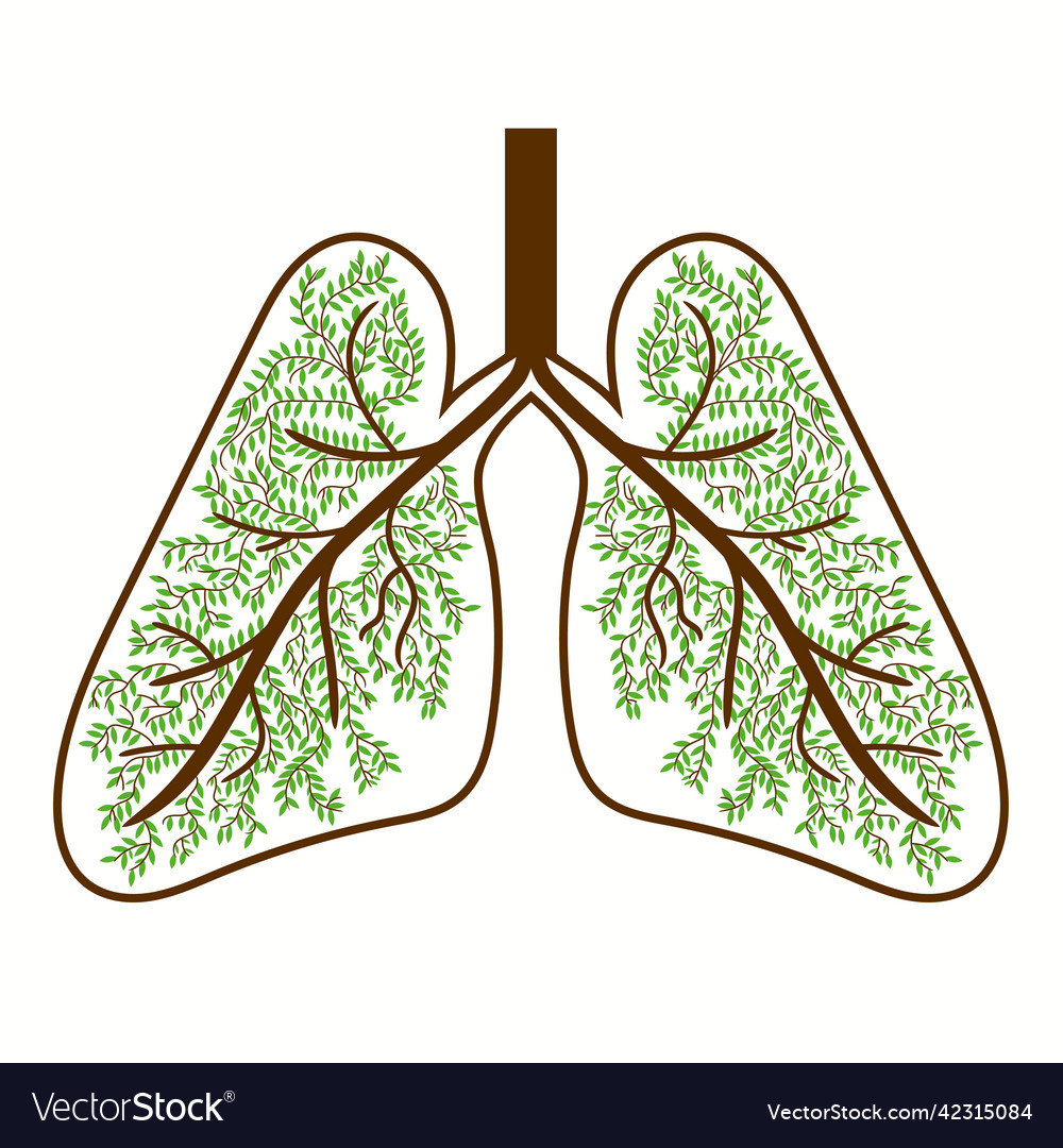 Human lungs respiratory system healthy