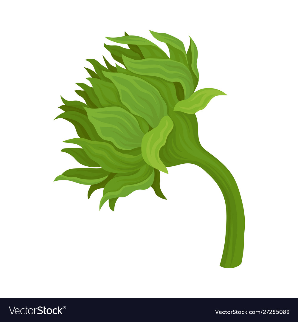 Closed green sunflower on curved stem vector image Closed green sunflower on curved stem