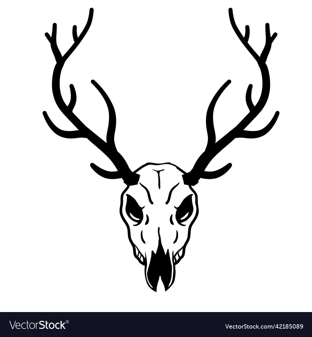 Skull of deer hunting trophy with horns Royalty Free Vector