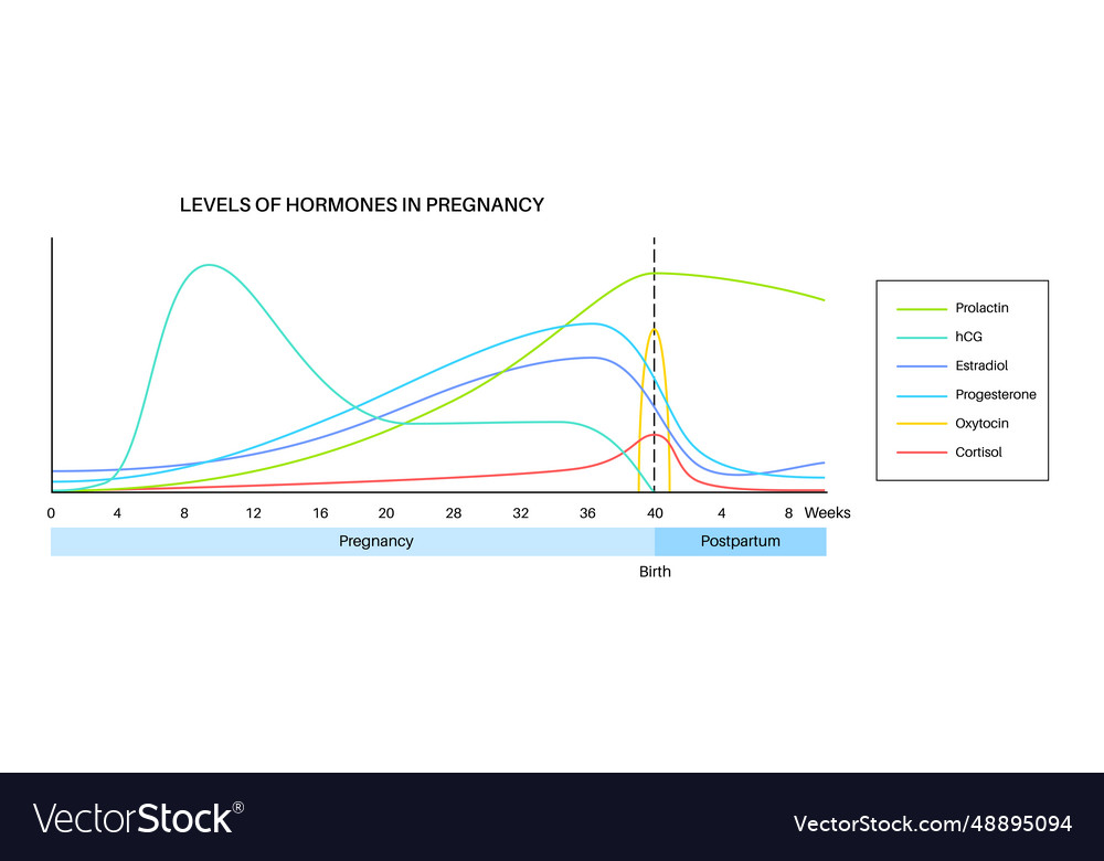 hormones during pregnancy and birth clipart