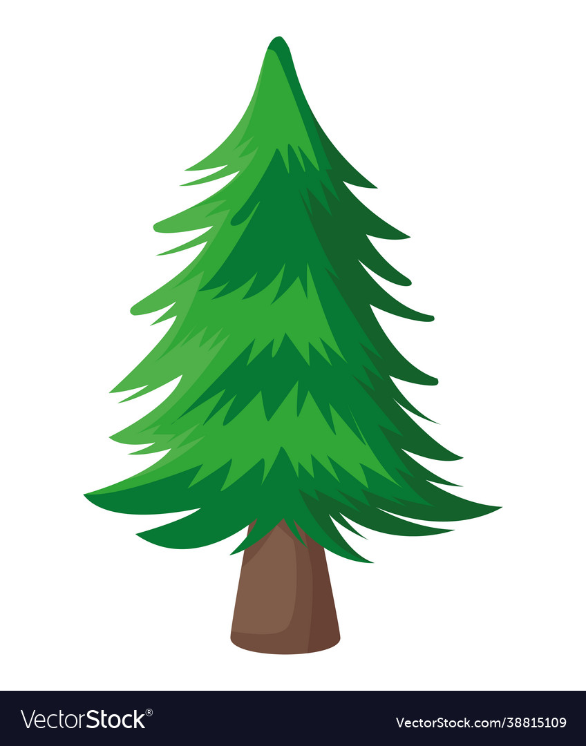 Pine tree plant Royalty Free Vector Image - VectorStock