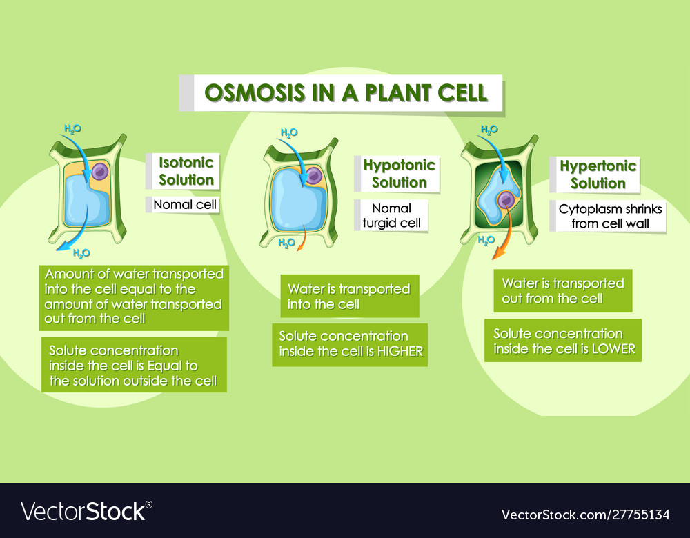 Diagram Showing Osmosis In Plant Cell Royalty Free Vector