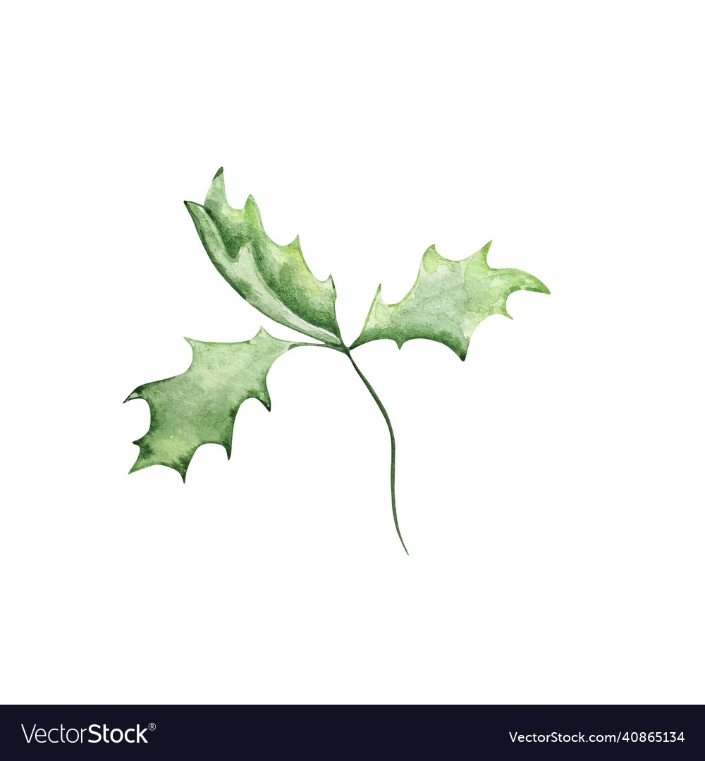 Watercolor winter greenery branch with holly Vector Image