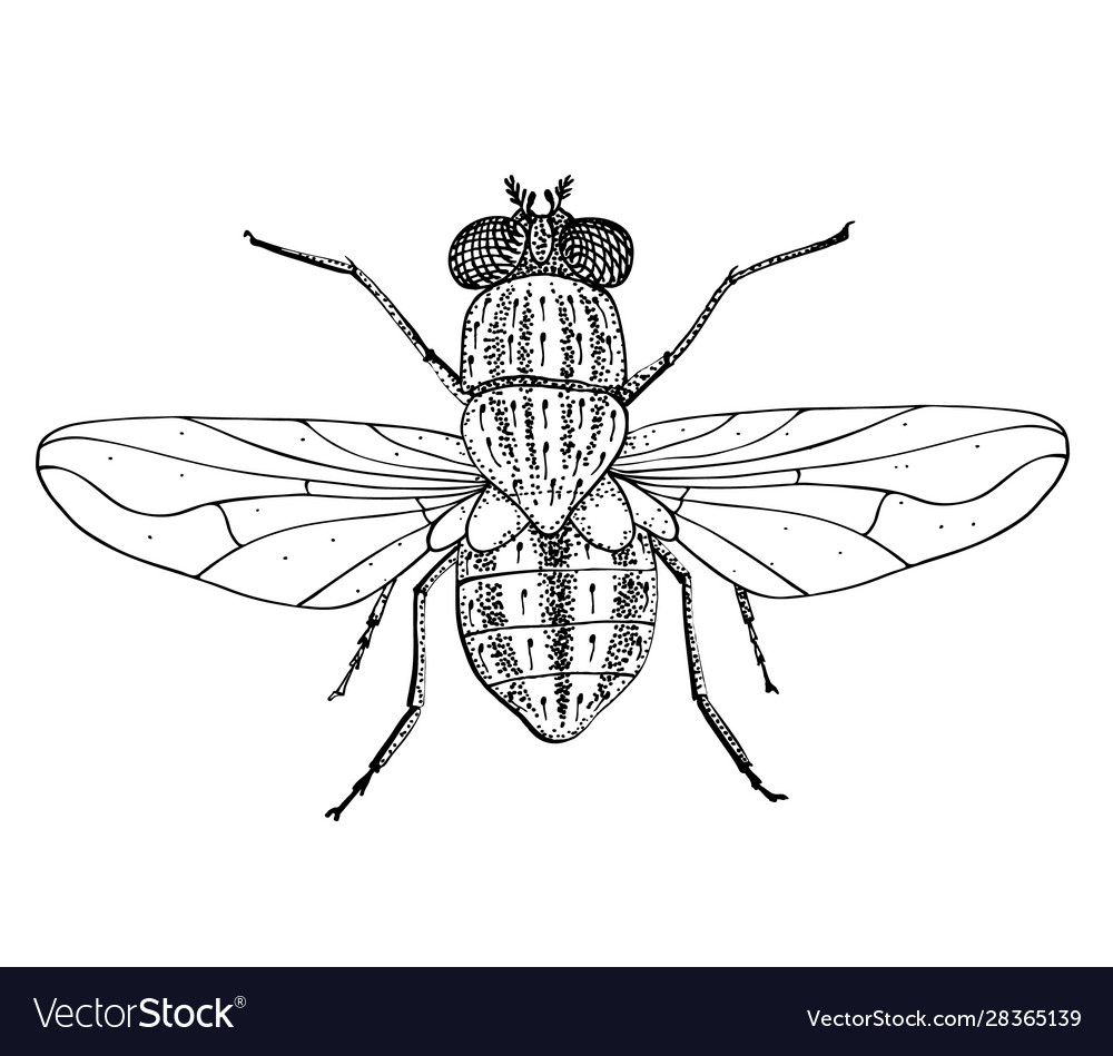 Common Fly Black Drawing Outline Image Royalty Free Vector