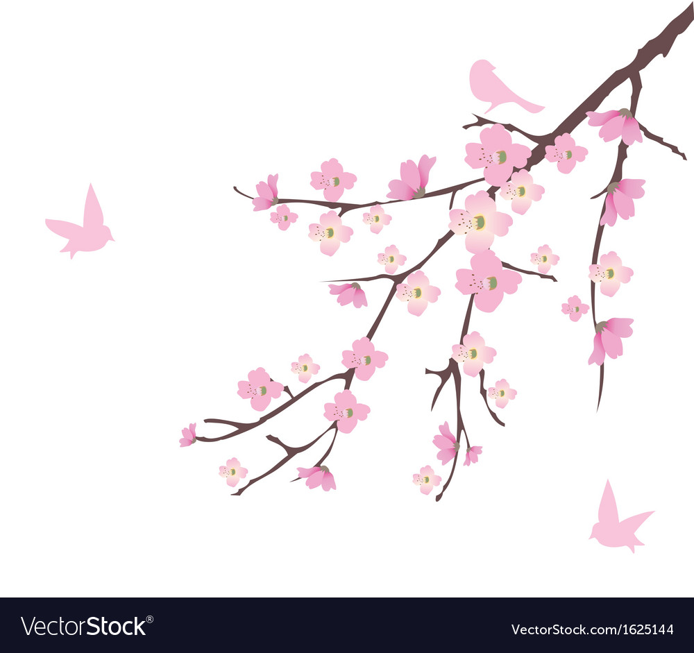 Cherry blossom