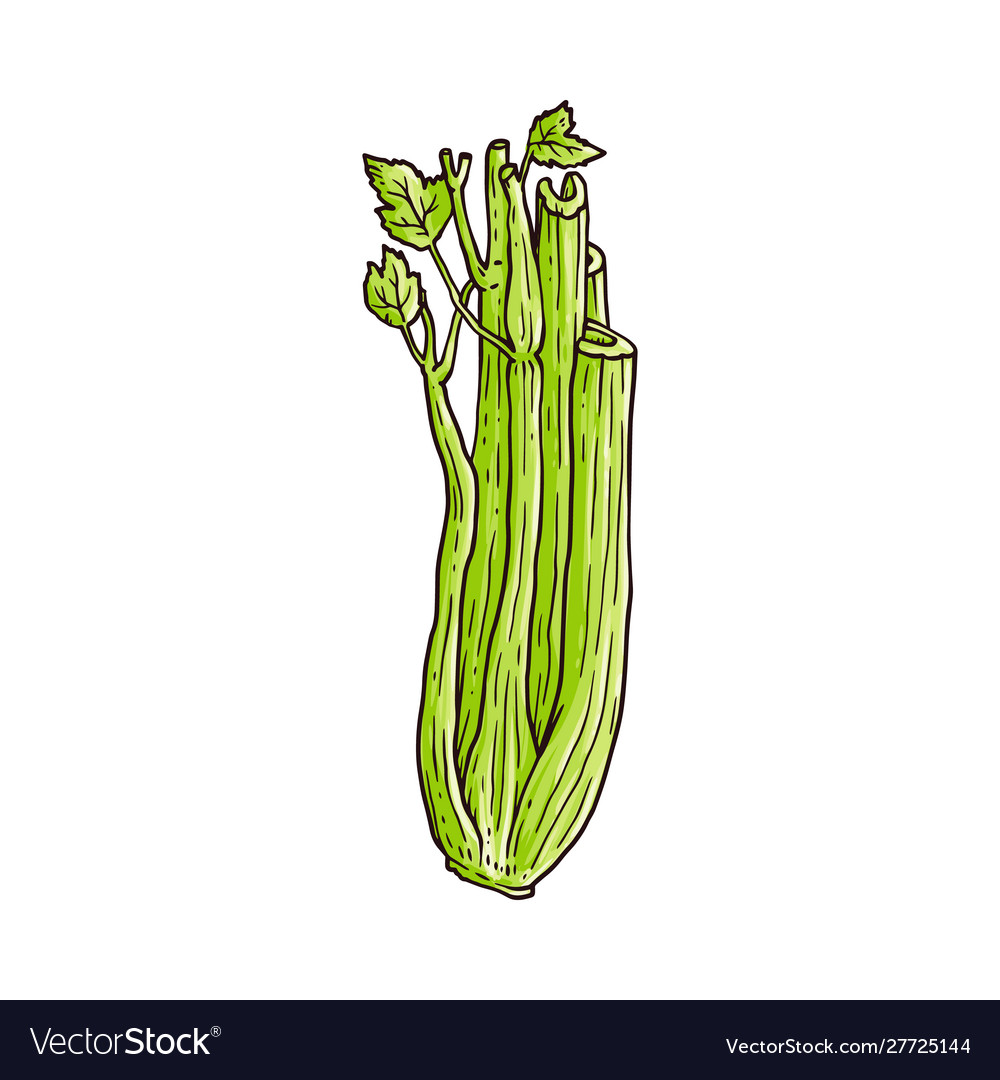 Featured image of post How To Draw Celery On pixiv how to draw page you can easily find drawing tutorials step by step drawings textures and other materials