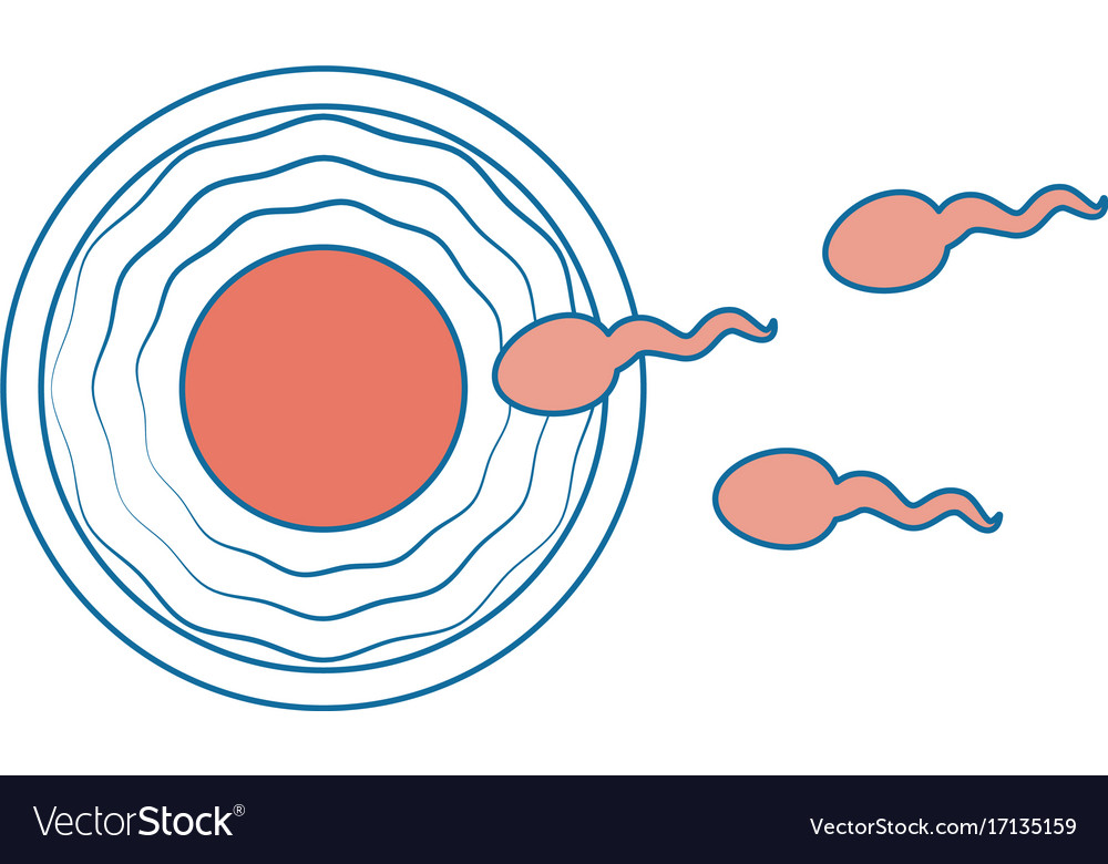 Fertilization of the ovum Royalty Free Vector Image