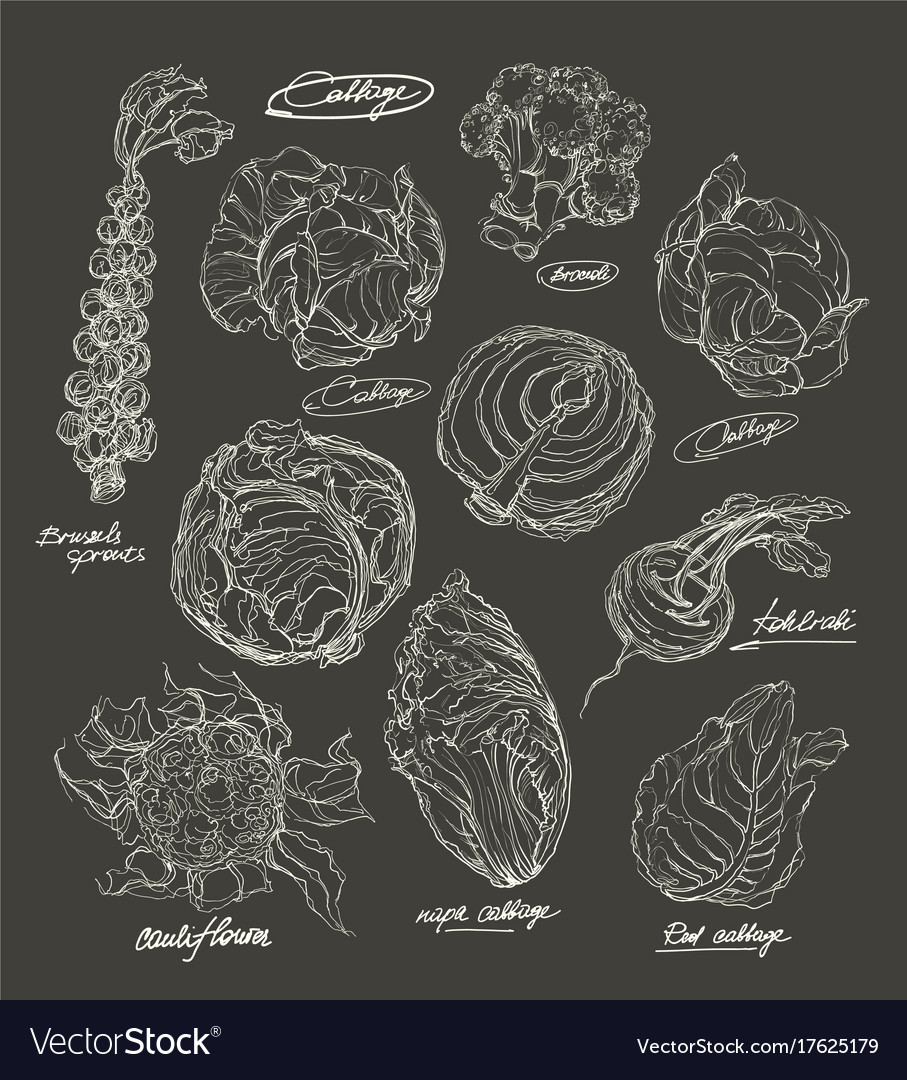 Hand drawing set of cabbage