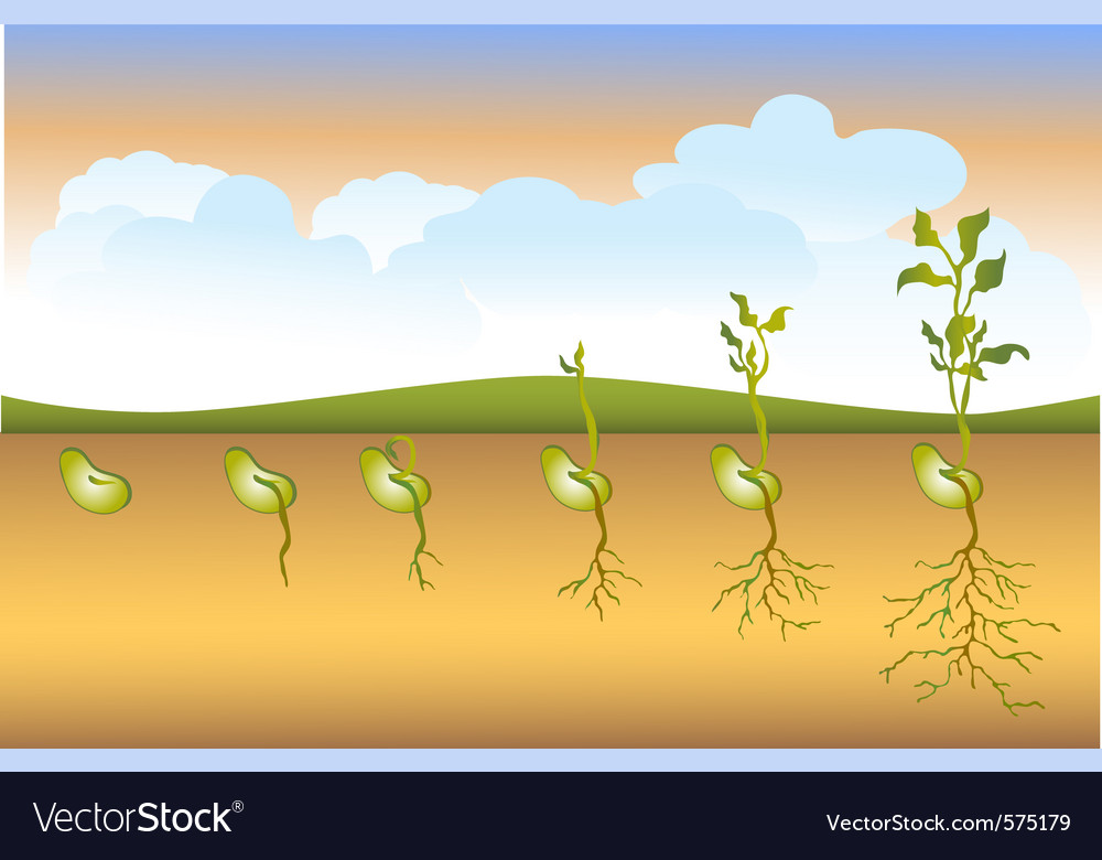 seed-stages-of-growth-royalty-free-vector-image