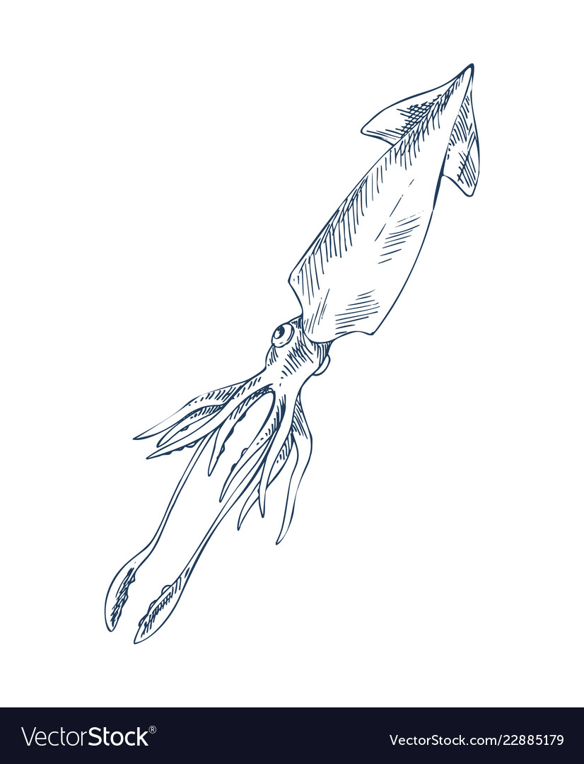 Squid marine inhabitant sketch style depiction