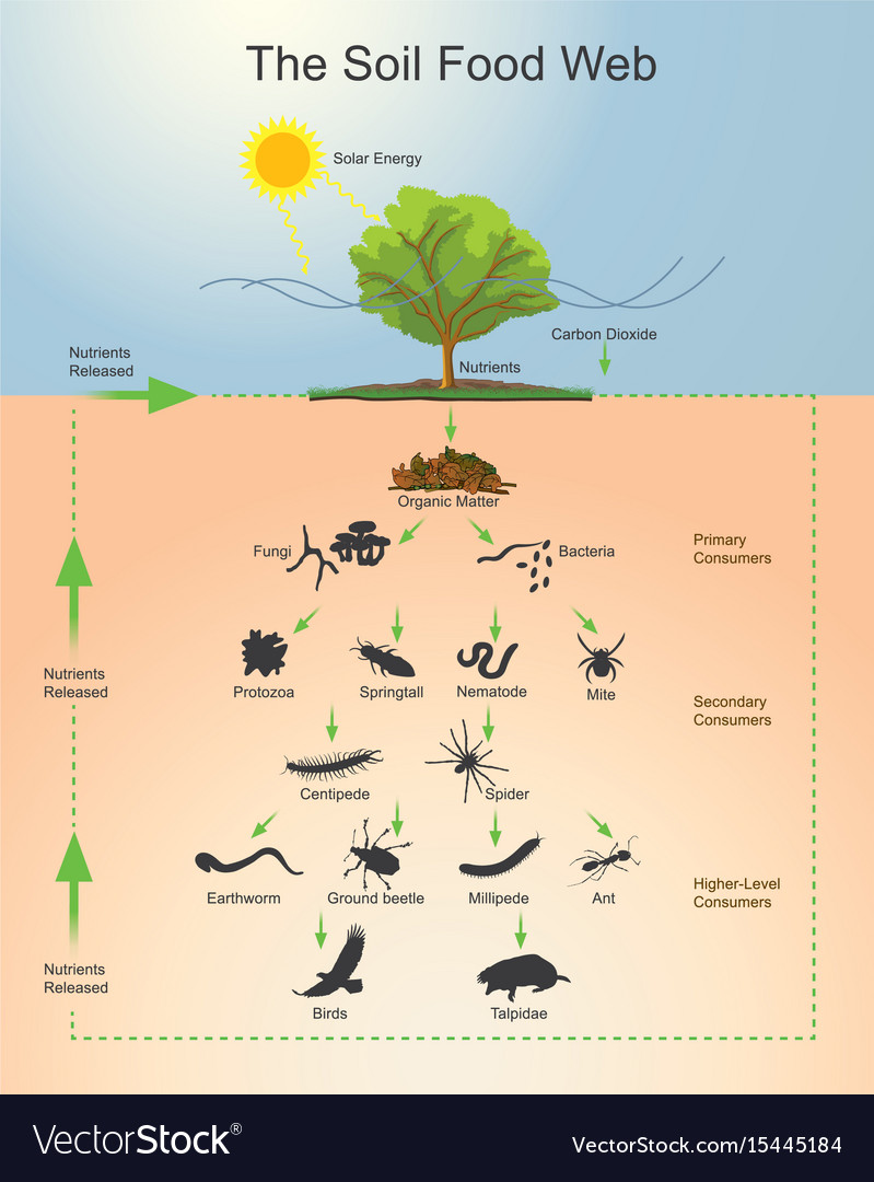 Soil food web infographic