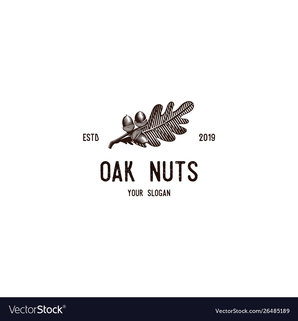 Oak nuts vintage logo vector image Oak nuts vintage logo
