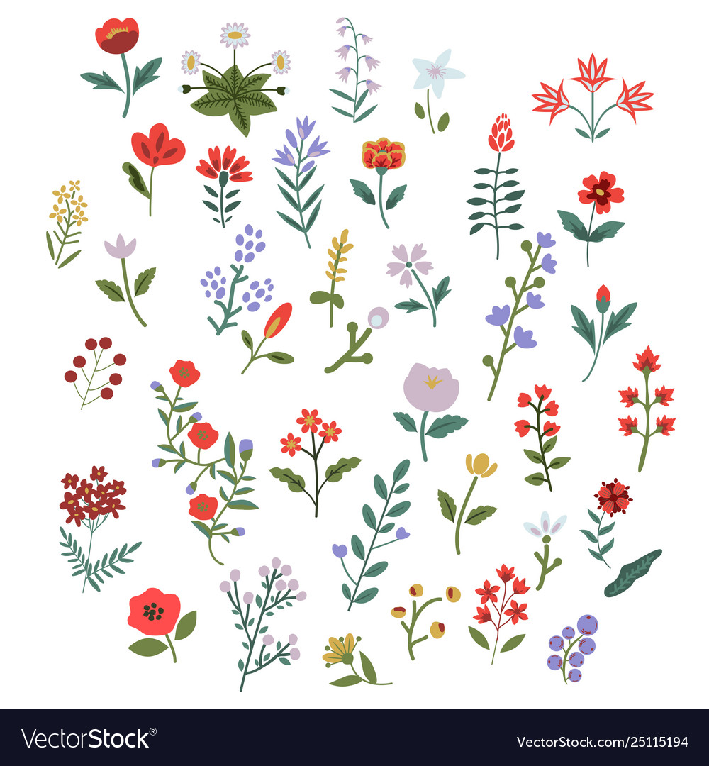 Flowers set Royalty Free Vector Image - VectorStock