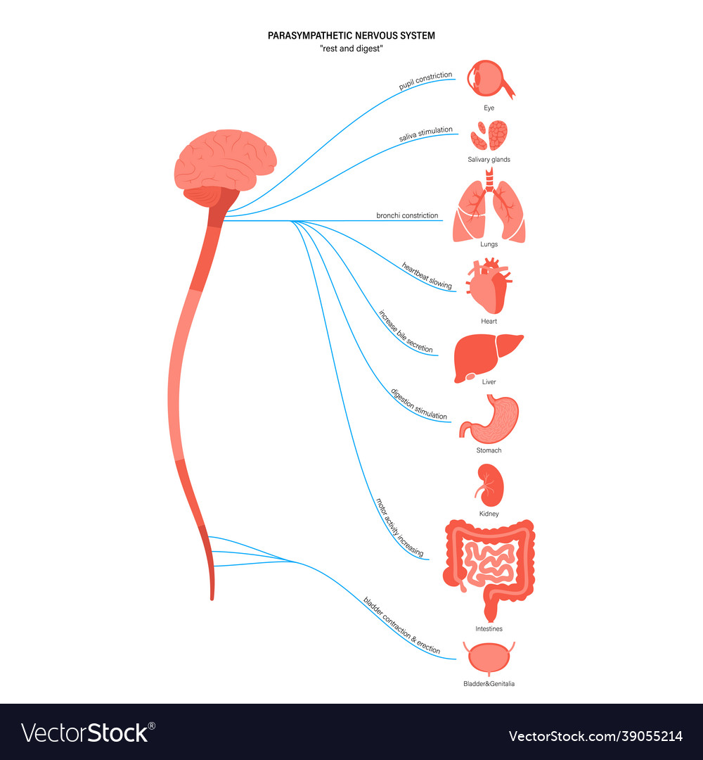 Parasympathetic nervous system Royalty Free Vector Image