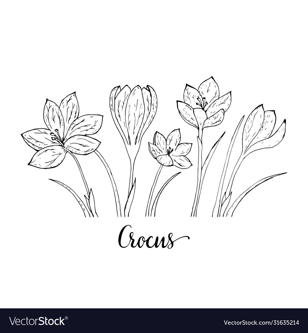 Sketch with crocuses in a row on bottom