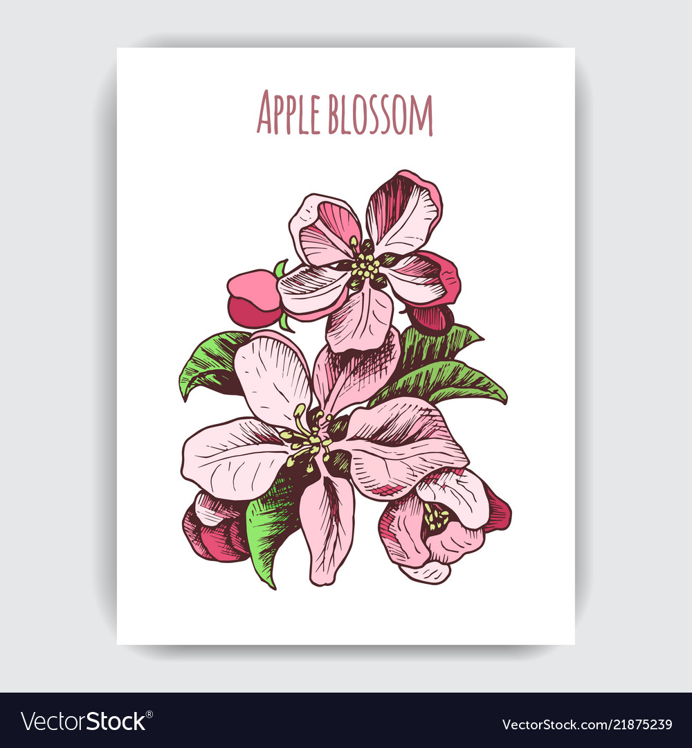 Hand drawn colorful postcard with apple blossom