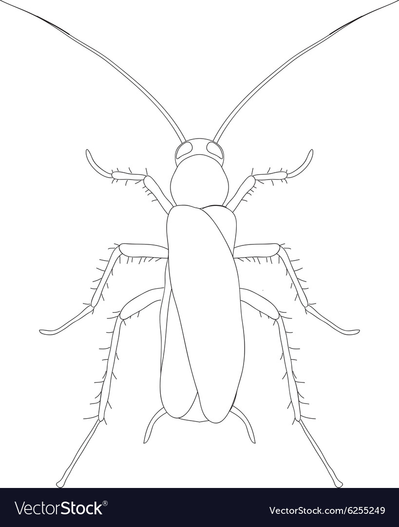 Blattella germanica cockroach sketch Royalty Free Vector