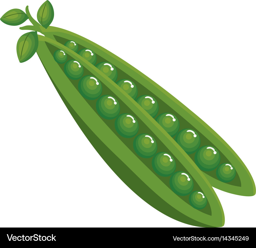 Fresh beans vegetable icon Royalty Free Vector Image