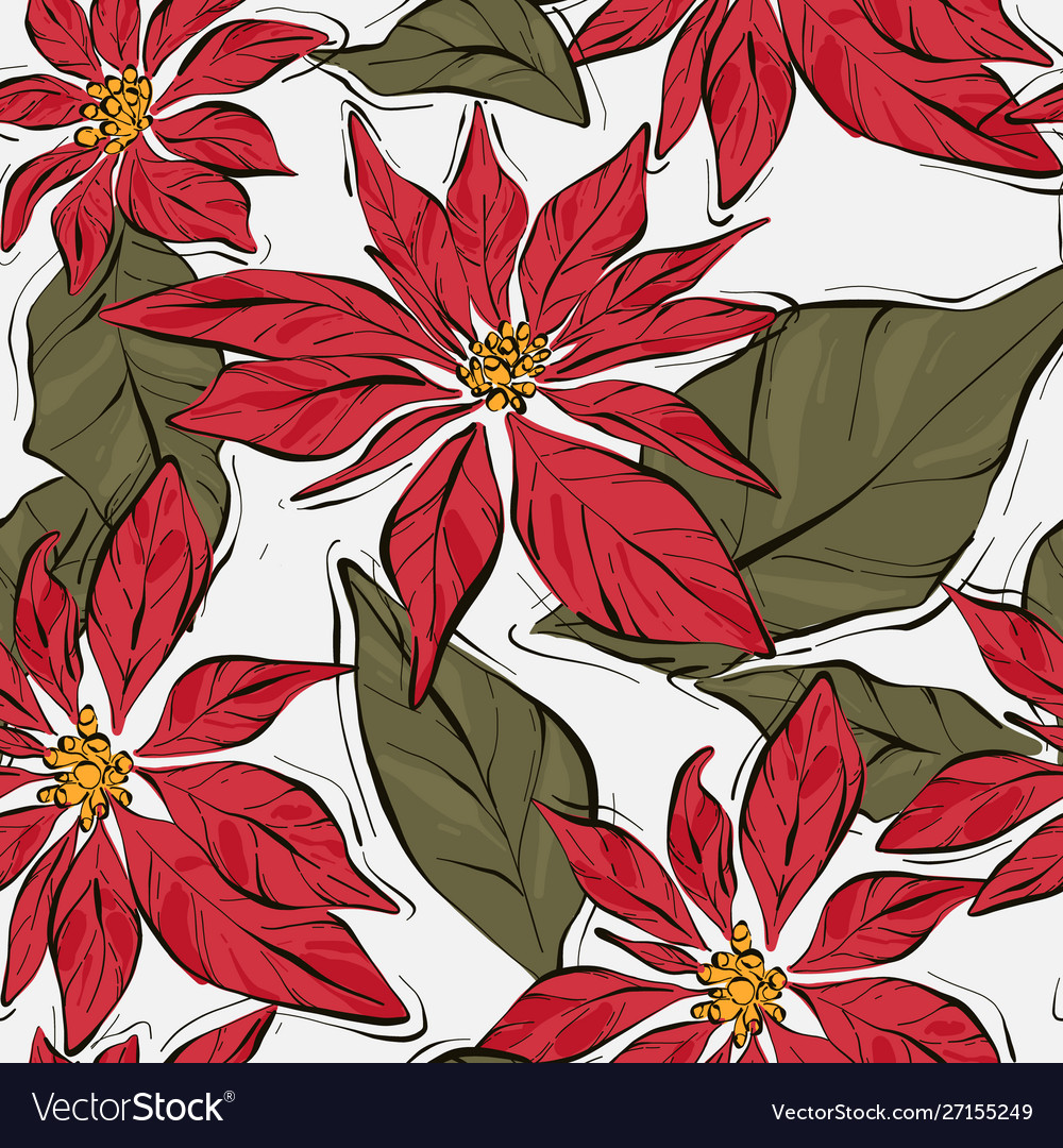 Poinsettia winter flower with green leaves xmas Vector Image