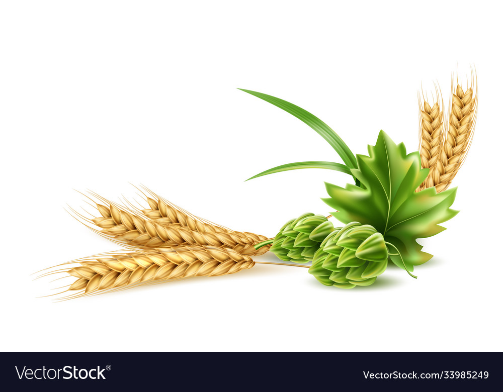 Realistic hop cone with green leaf wheat vector image Realistic hop cone with green leaf wheat