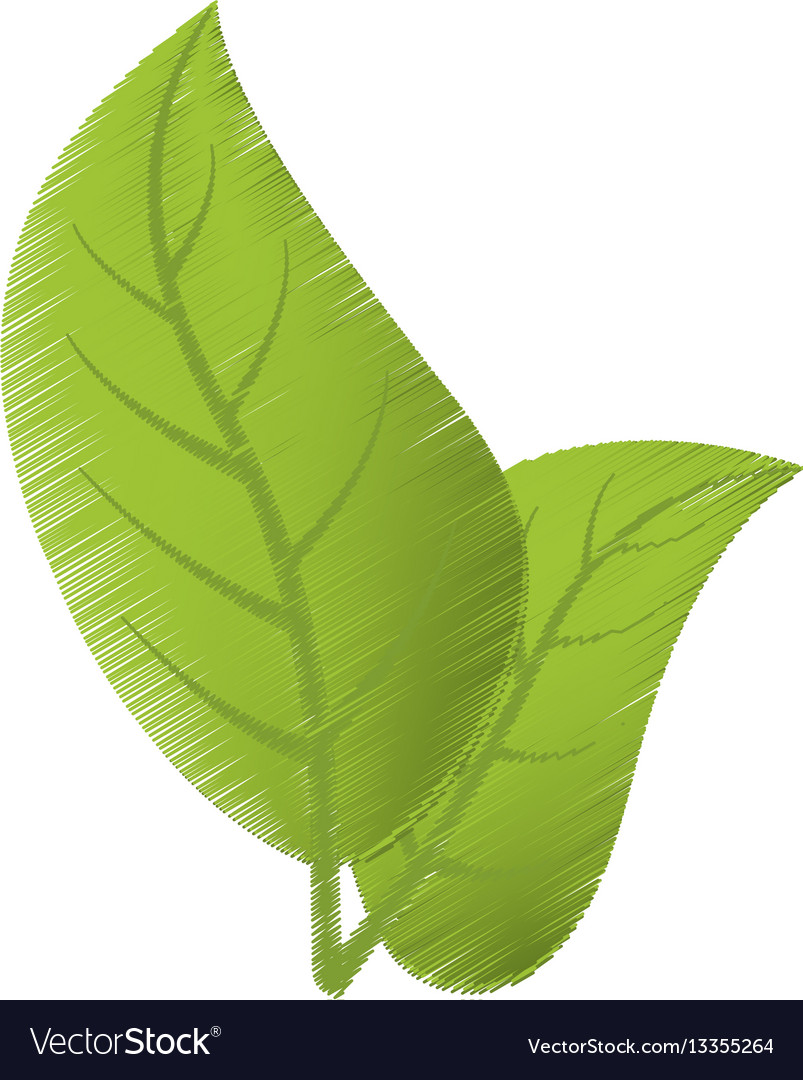 green leaves drawing