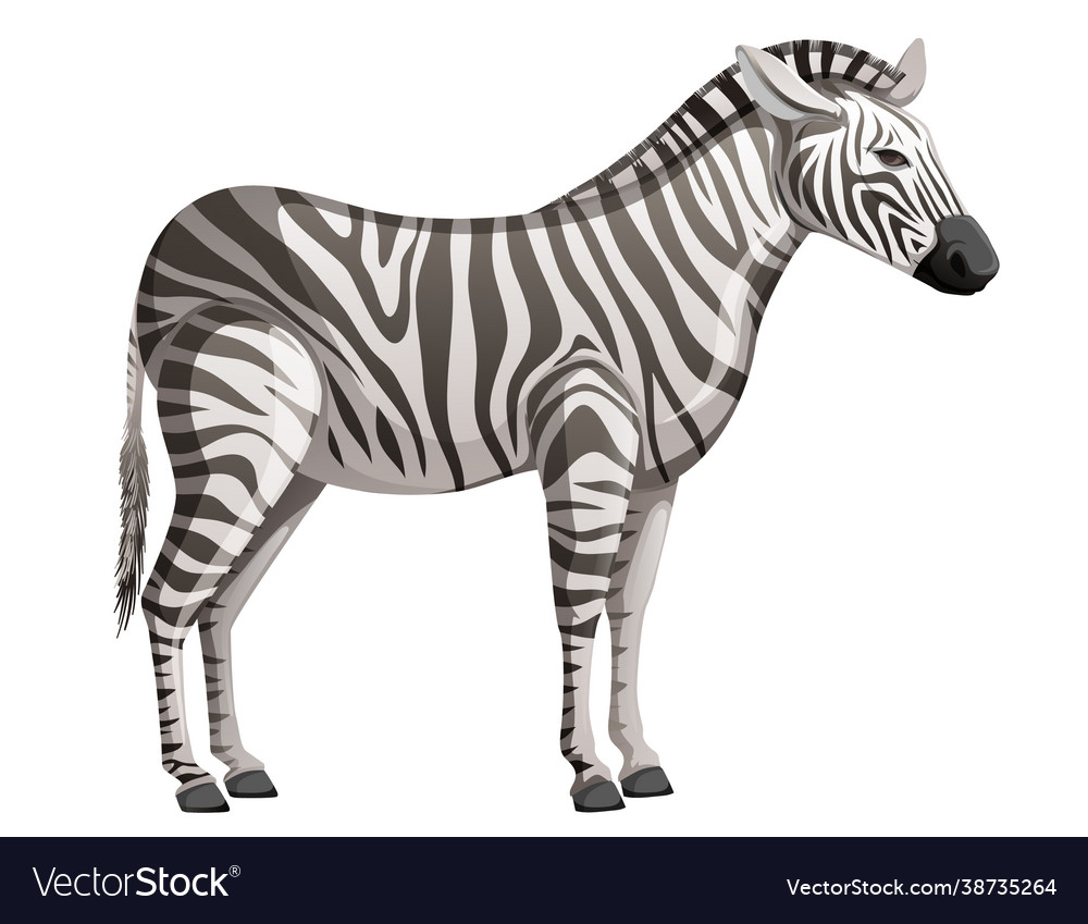 Zebra in black and white stripes eps10 Royalty Free Vector