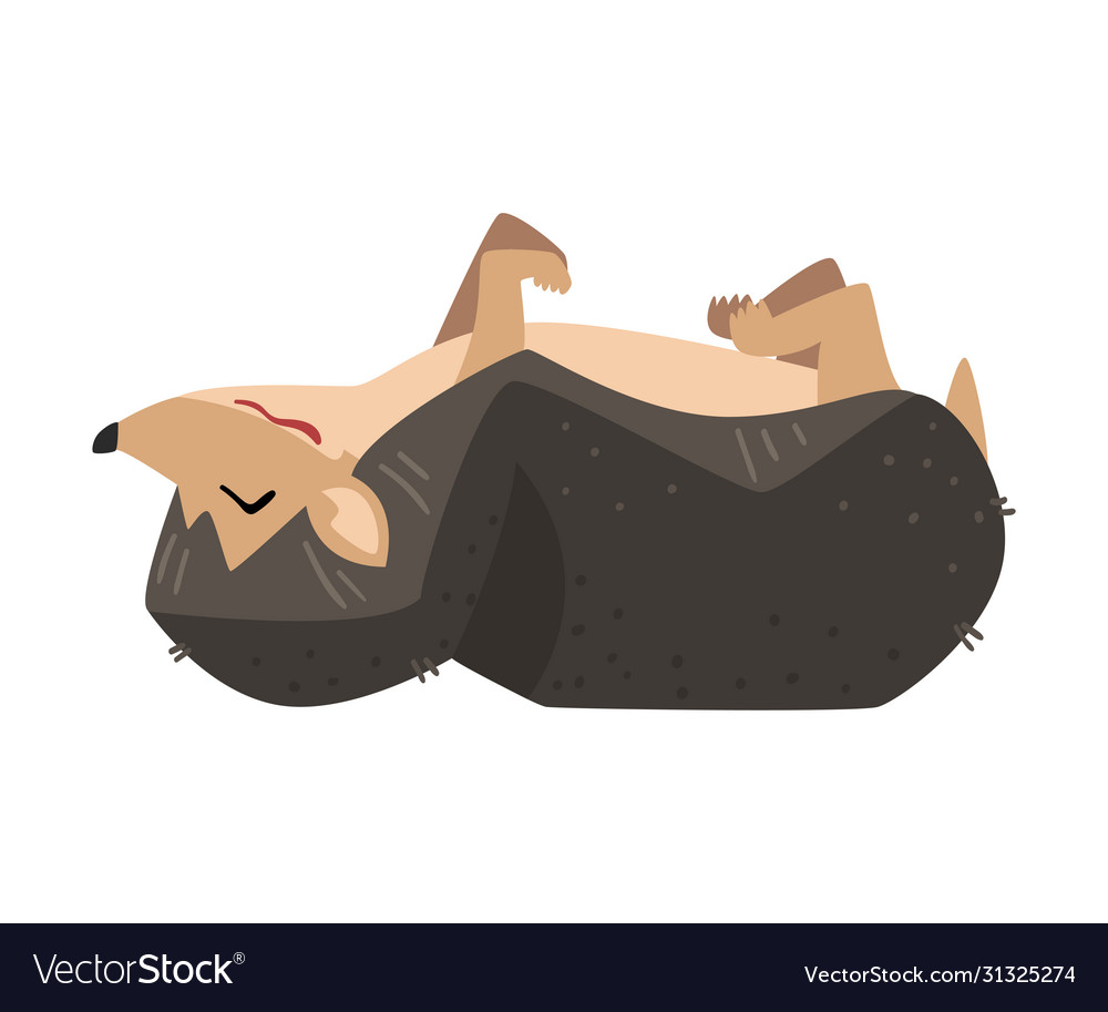 Cute hedgehog sleeping on its back adorable vector image Cute hedgehog sleeping on its back adorable