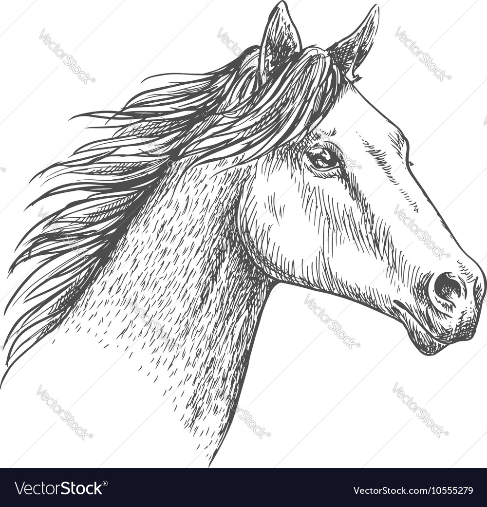 Horse Head Pencil Sketch Strokes Portrait Vector Image Here is a galloping horse that i drew in pencil. vectorstock