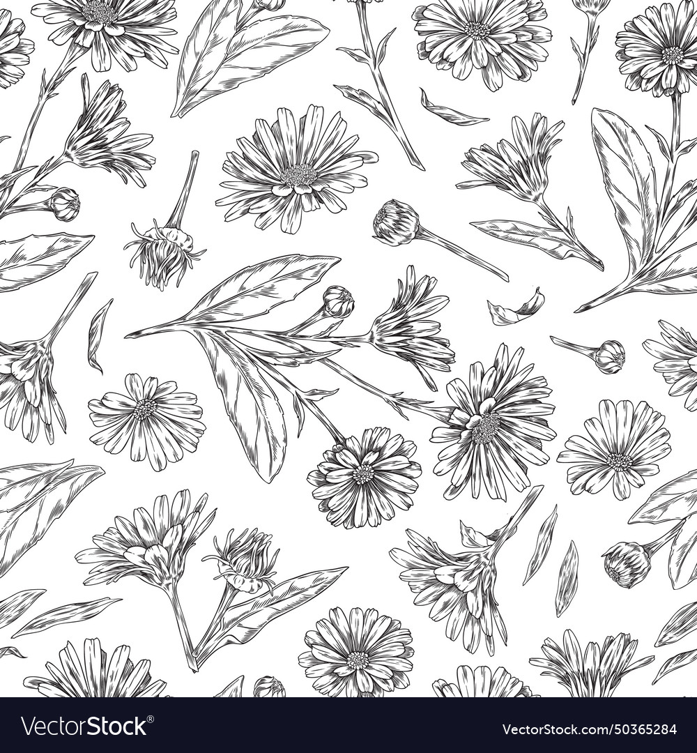 Hand-drawn calendula seamless pattern