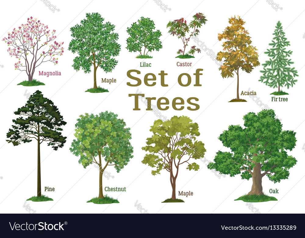Set plants trees and bushes Royalty Free Vector Image