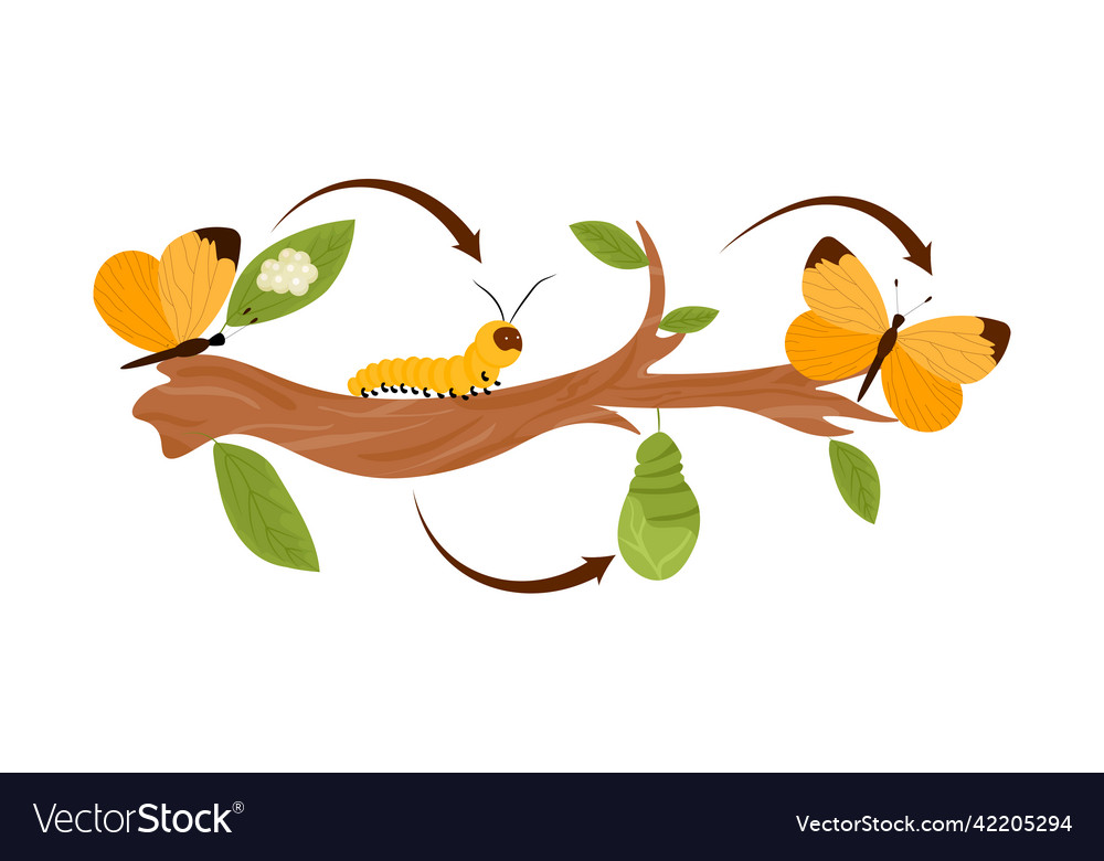 Butterfly cycle concept Royalty Free Vector Image