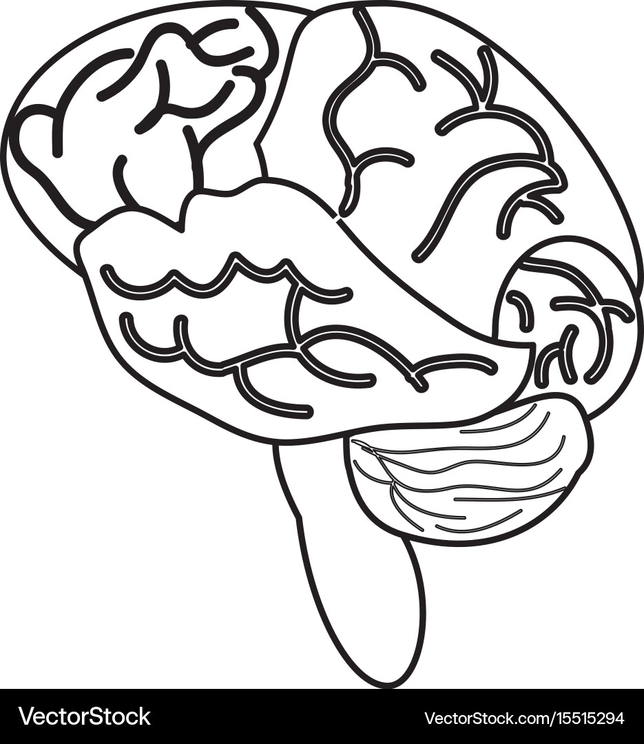 Human brain isolated Royalty Free Vector Image