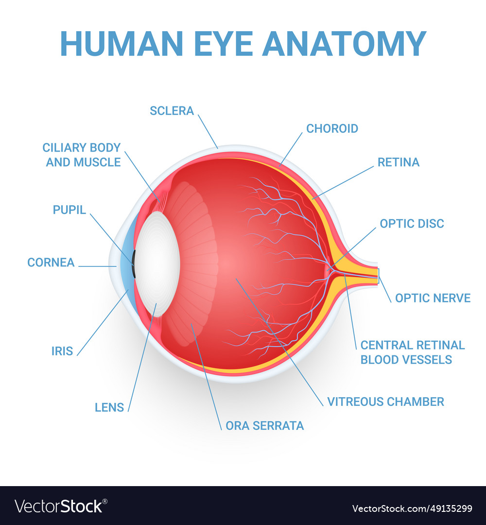 Human eye anatomy medical education infographic Vector Image