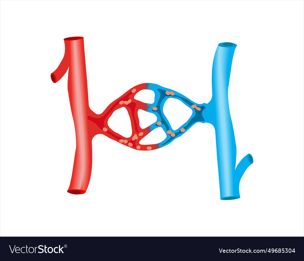 Blood vessels scheme with heart and cells flow