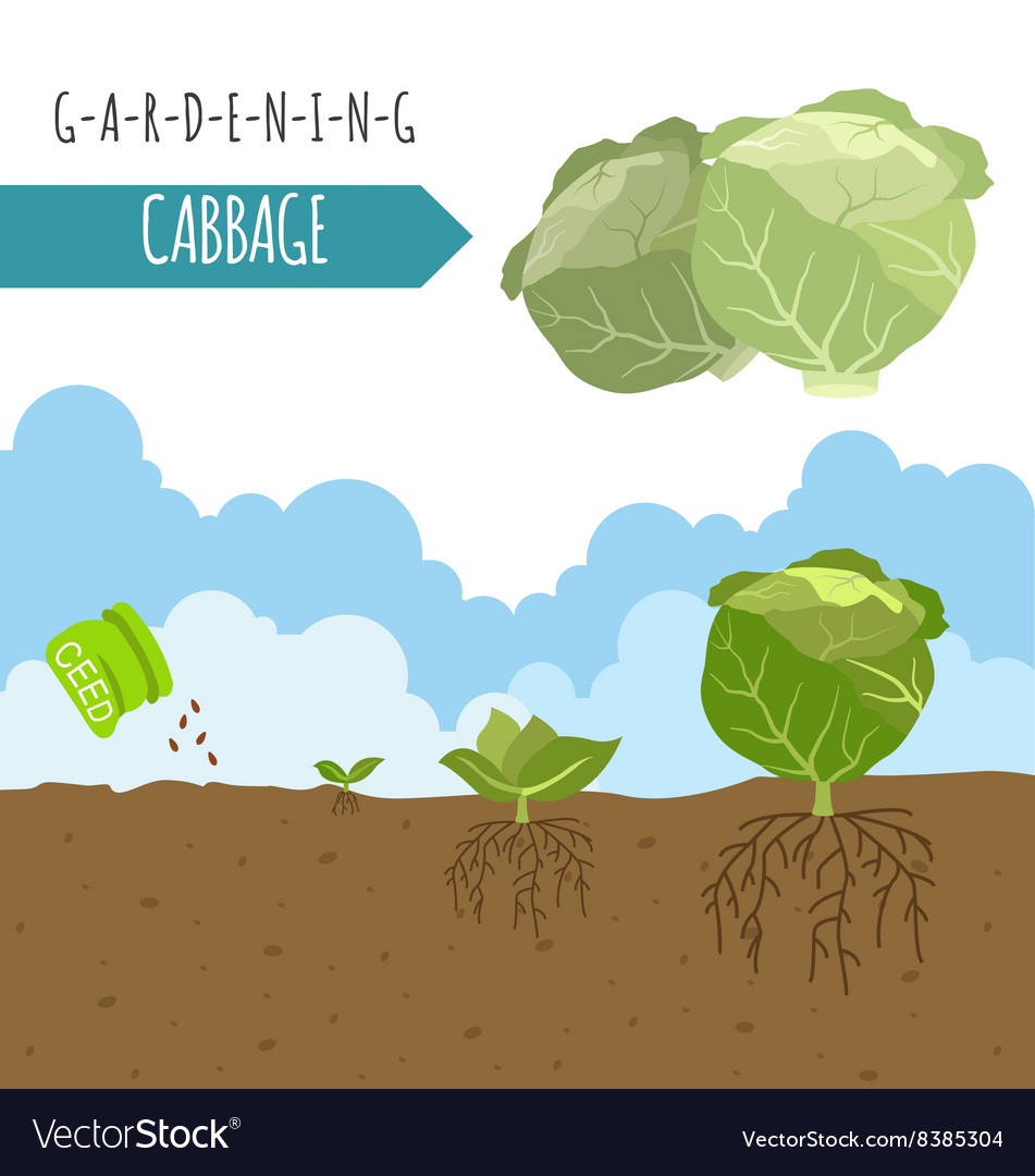 Gardening work farming infographic cabbage graphic