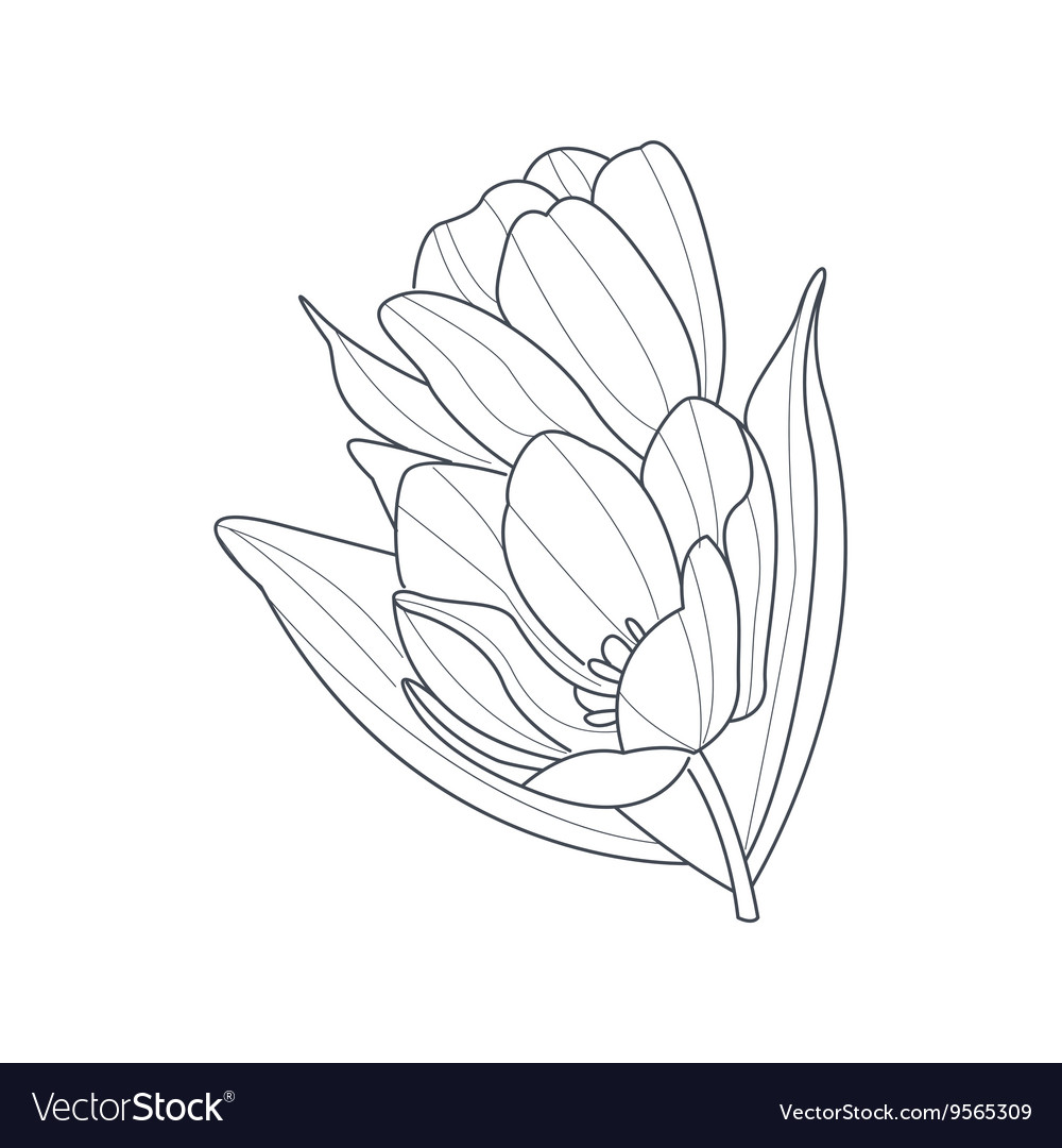 Tulip flower monochrome drawing for coloring book