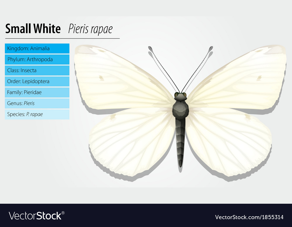 Small white - pieris rapae