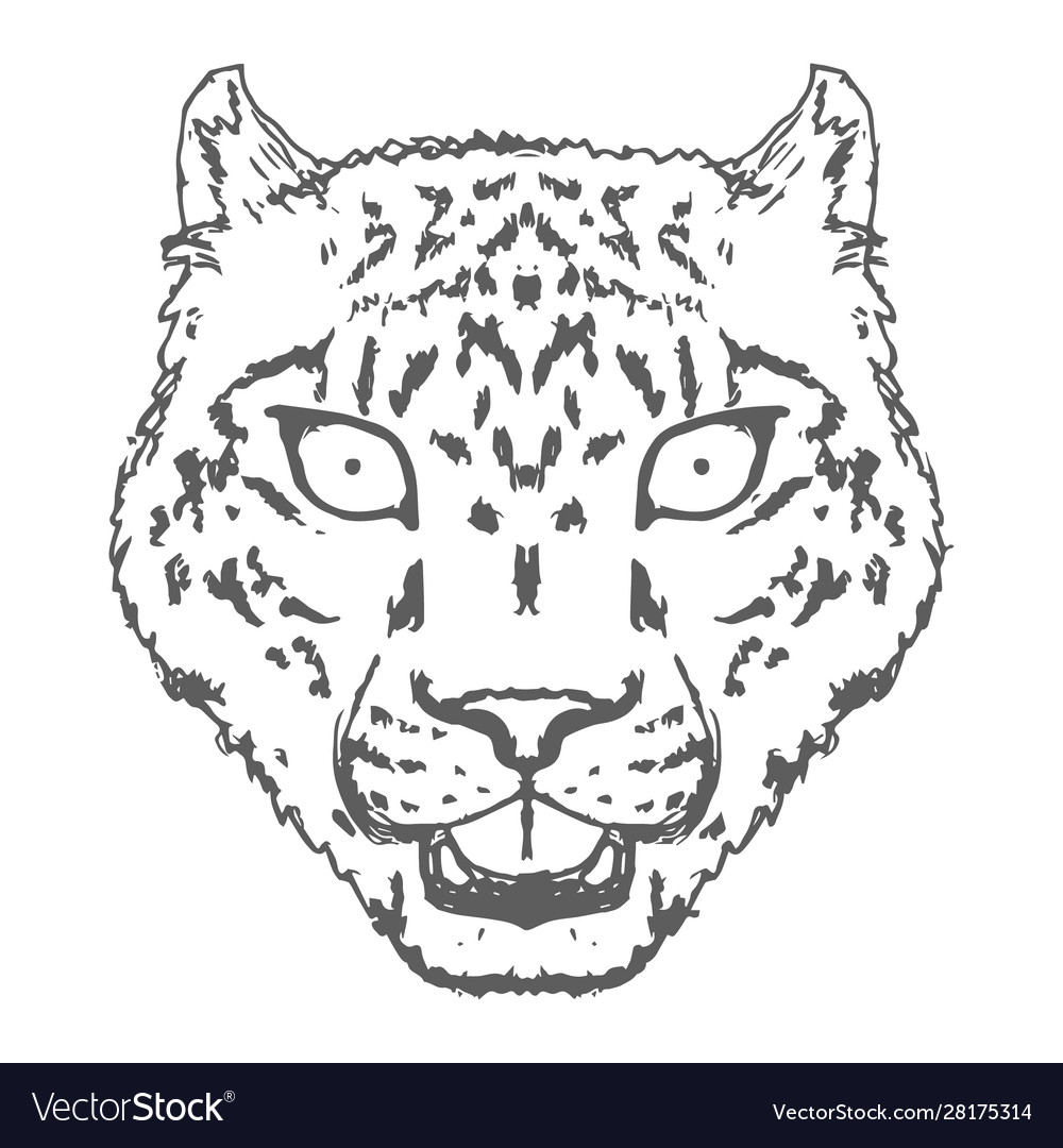 how to draw a snow leopard face