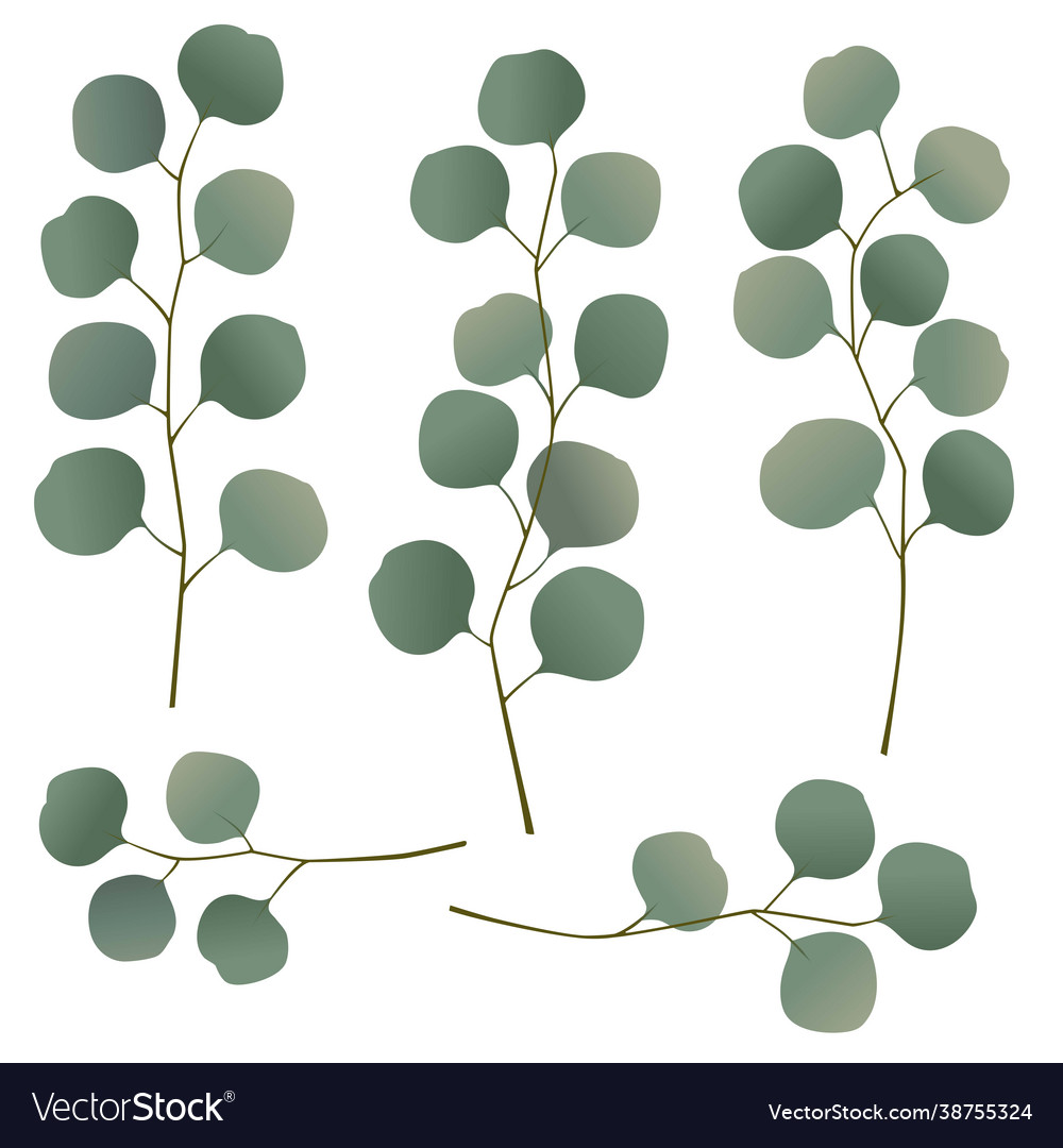 Eucalyptus leaves and branches Royalty Free Vector Image