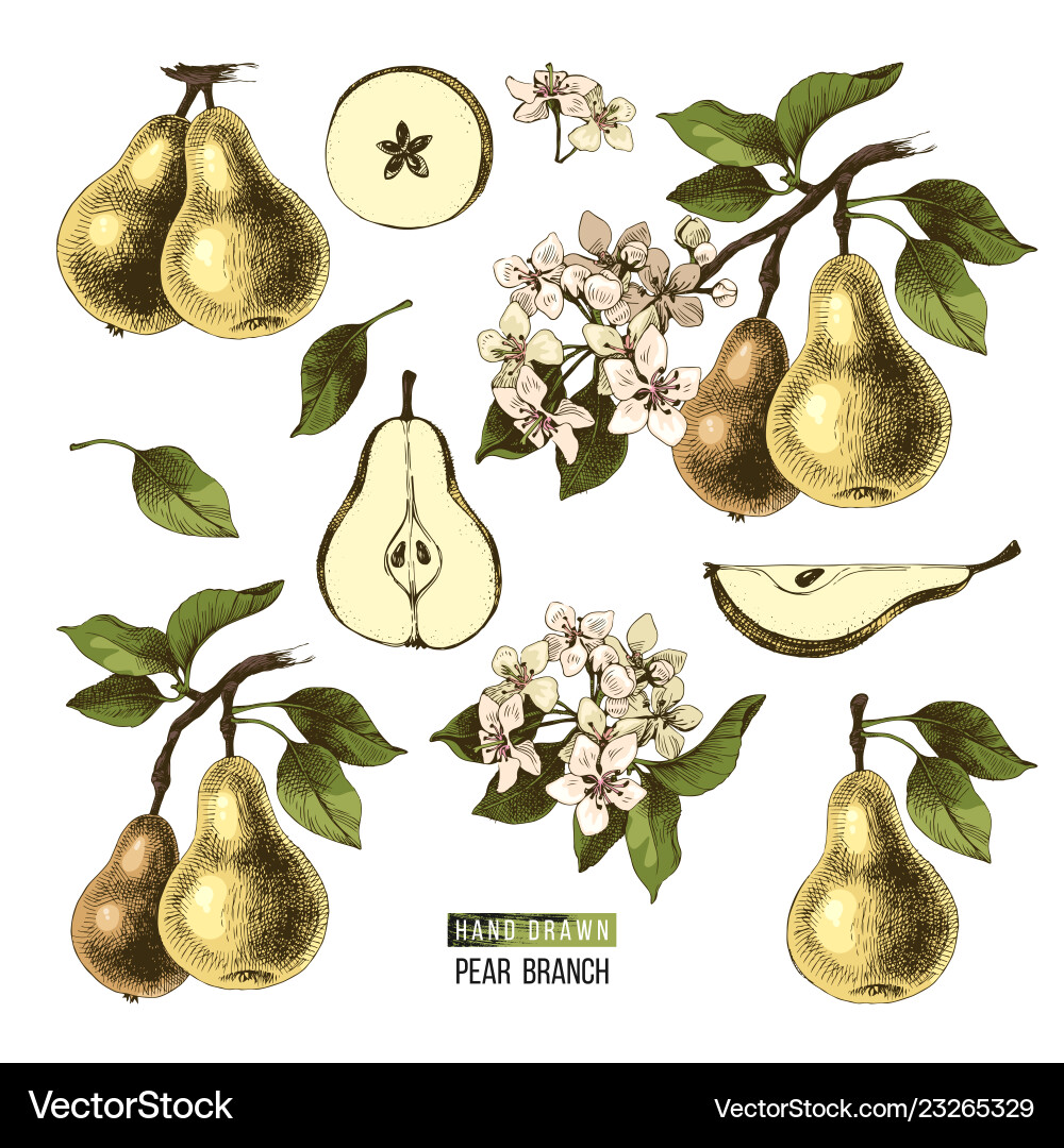 Hand drawn set pears Royalty Free Vector Image