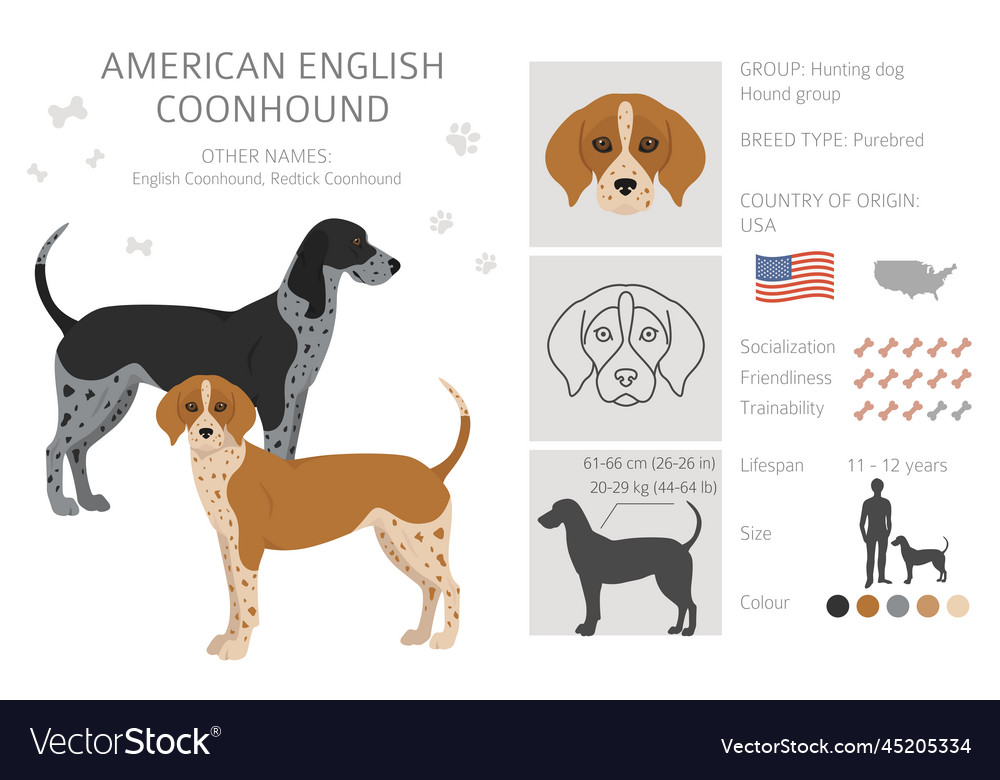 American englisn coonhound all colours clipart