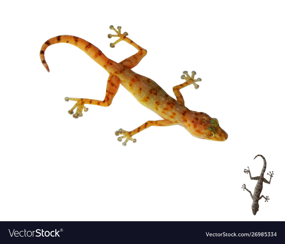 Gecko isolated on white background Royalty Free Vector Image