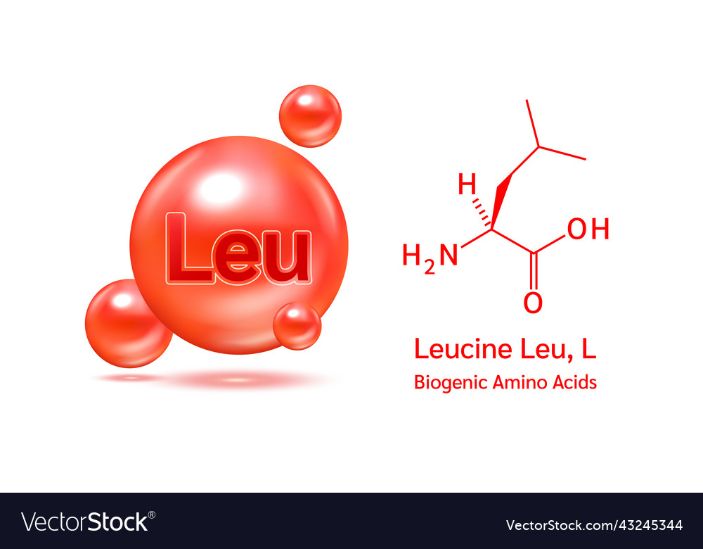 Important amino acid leucine Royalty Free Vector Image