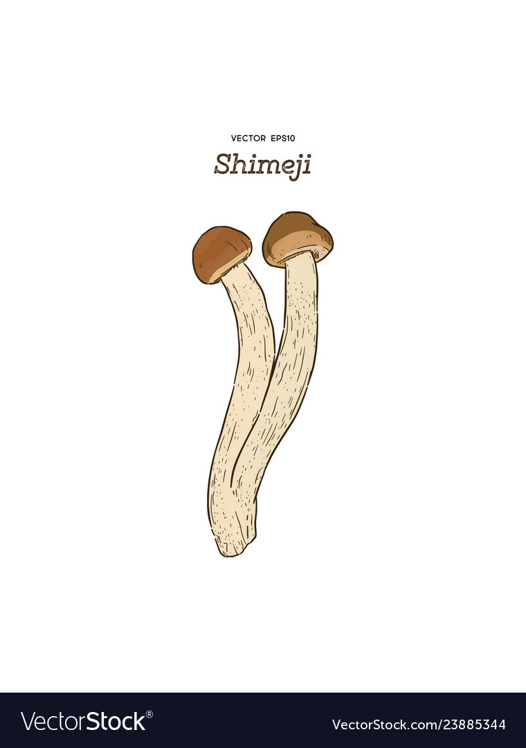 Shimeji mushrooms