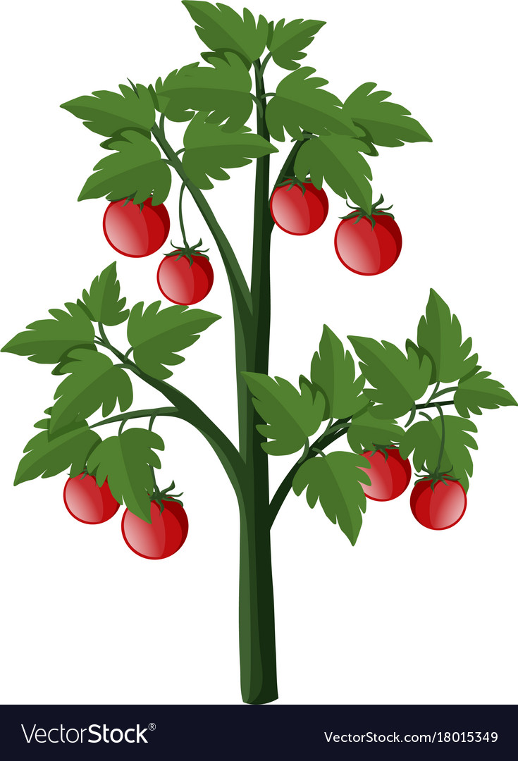 Tomatoes on plant Royalty Free Vector Image - VectorStock