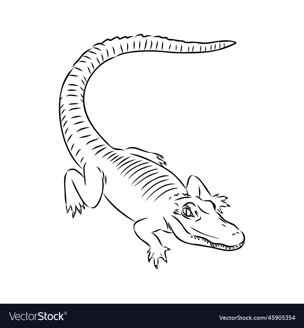 Hand-drawn pencil graphics crocodile alligator Vector Image