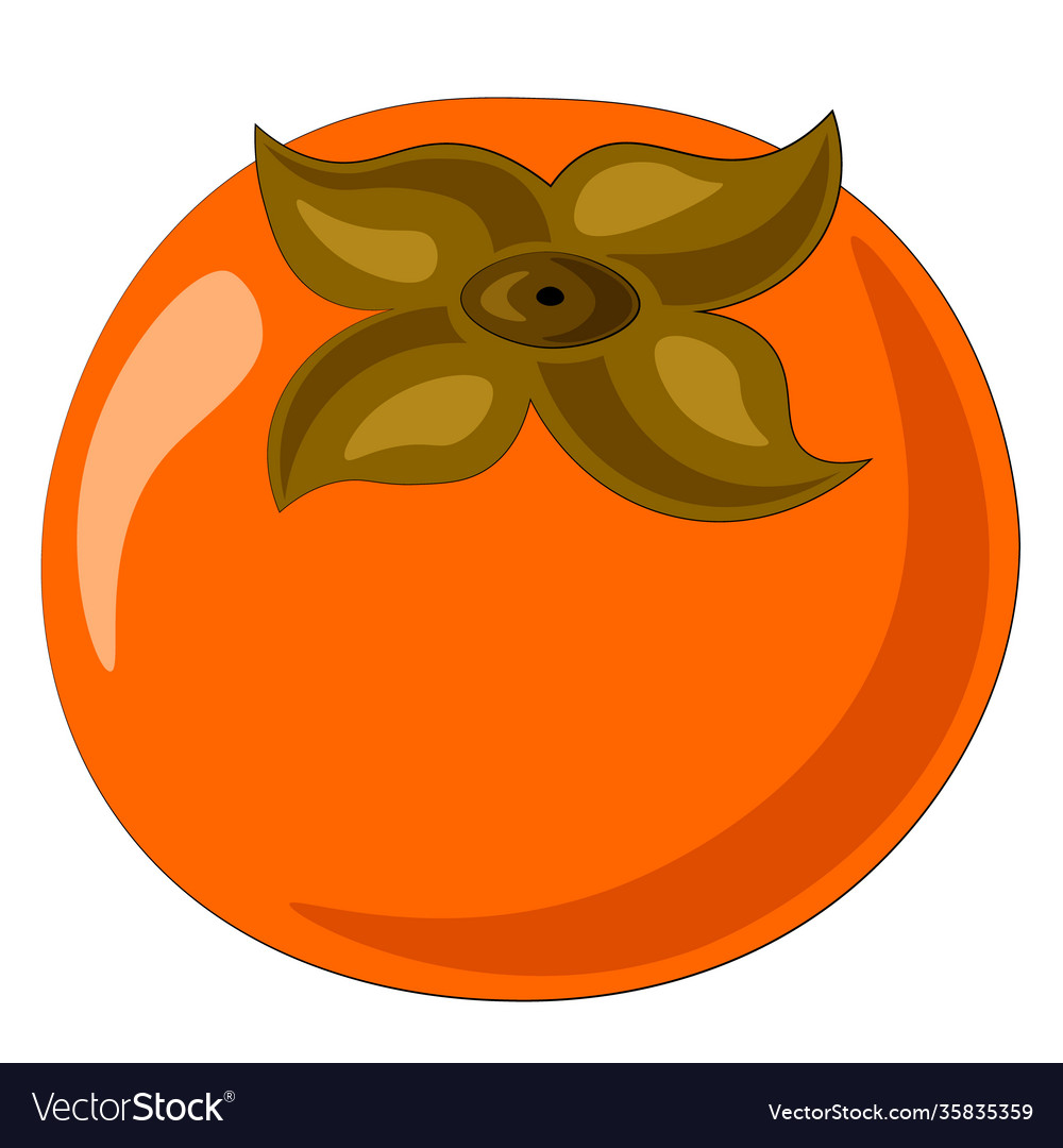 Drawn single fruit asian persimmon in color