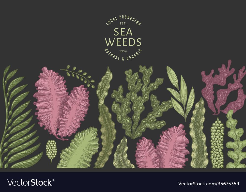 Seaweed color design template hand drawn seaweeds Vector Image