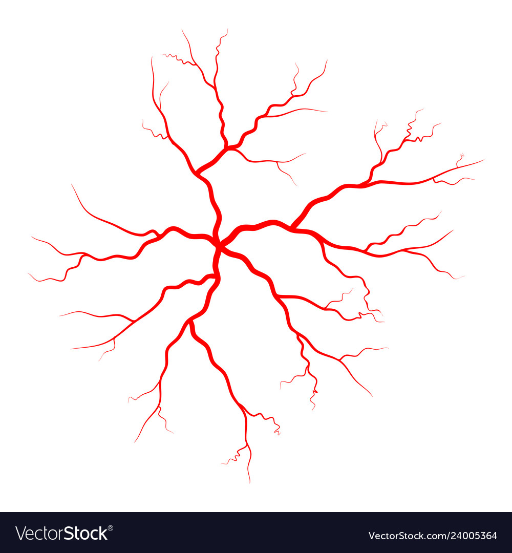 Human vein vessel symbol icon design vector image Human vein vessel symbol icon design