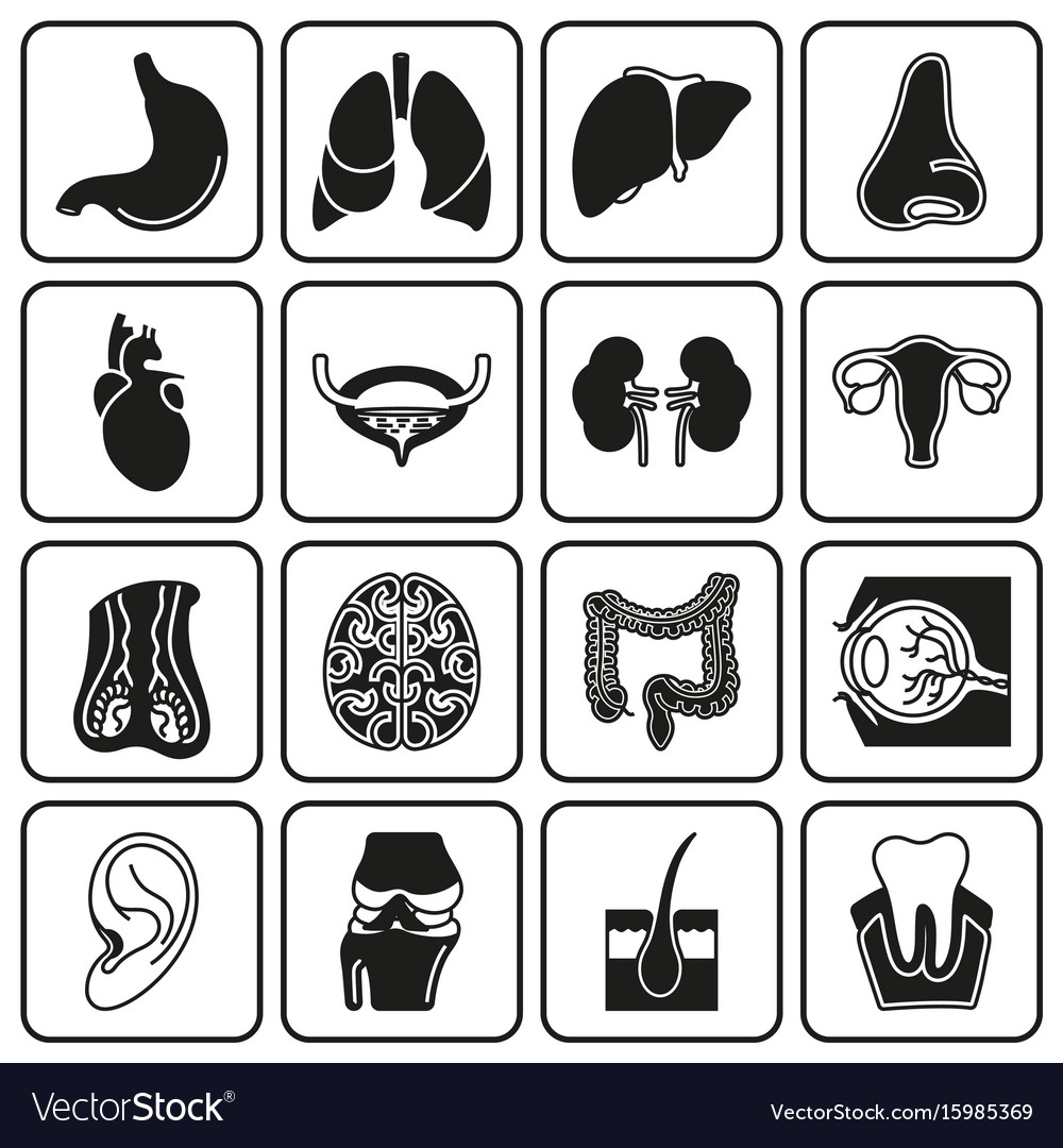 Internal human organs icons set